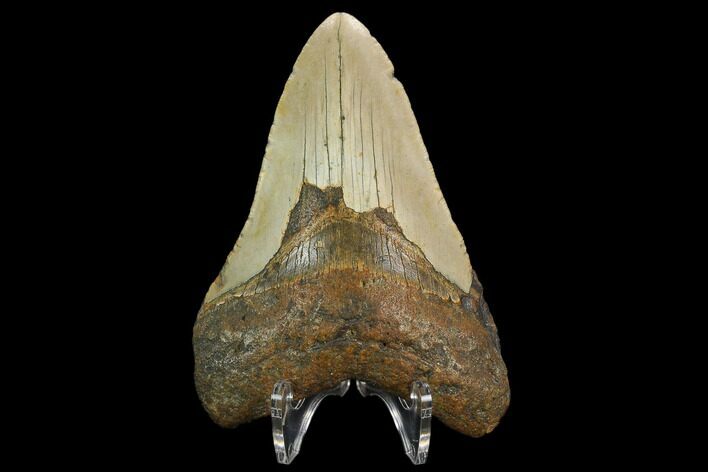 Fossil Megalodon Tooth - North Carolina #124664